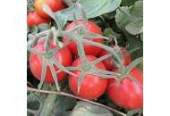 2206 F1 - томат детерминантный (Lark Seeds)   фото, цена